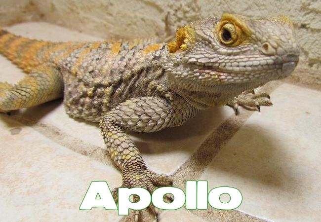 Apollo- Agame peint - Laudakia stellio salehi