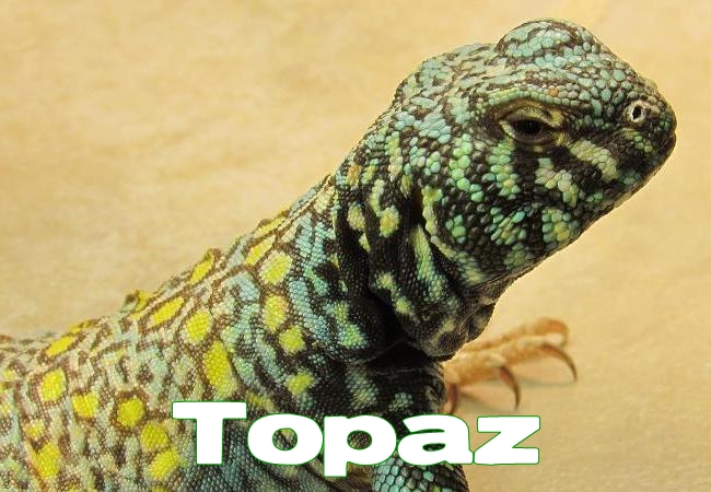 Topaz - Uromastyx ornata ornata
