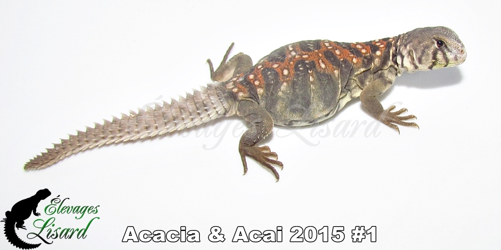 Élevages Lisard - Acacia&Acai2015#1