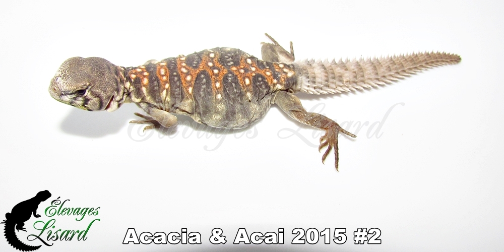 Élevages Lisard - Acacia&Acai2015#2