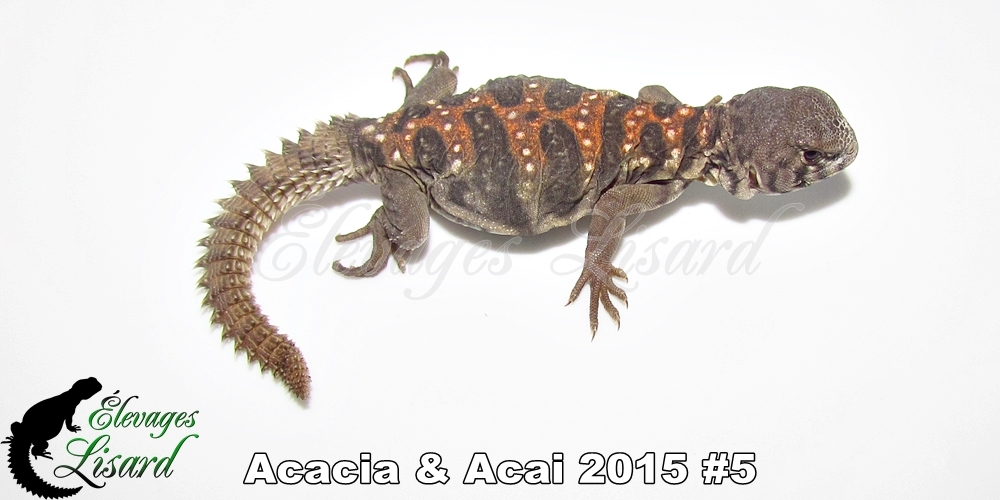 Élevages Lisard - Acacia&Acai2015#5
