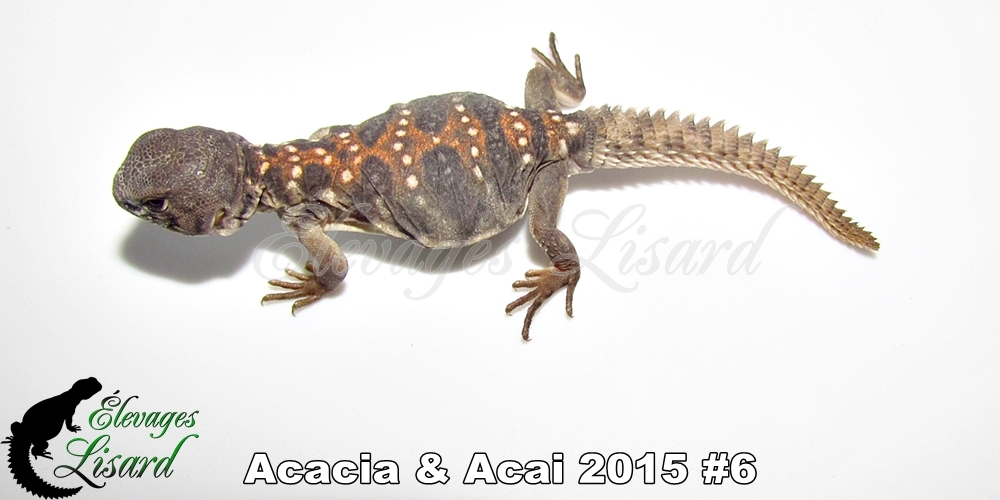 Élevages Lisard - Acacia&Acai2015#6