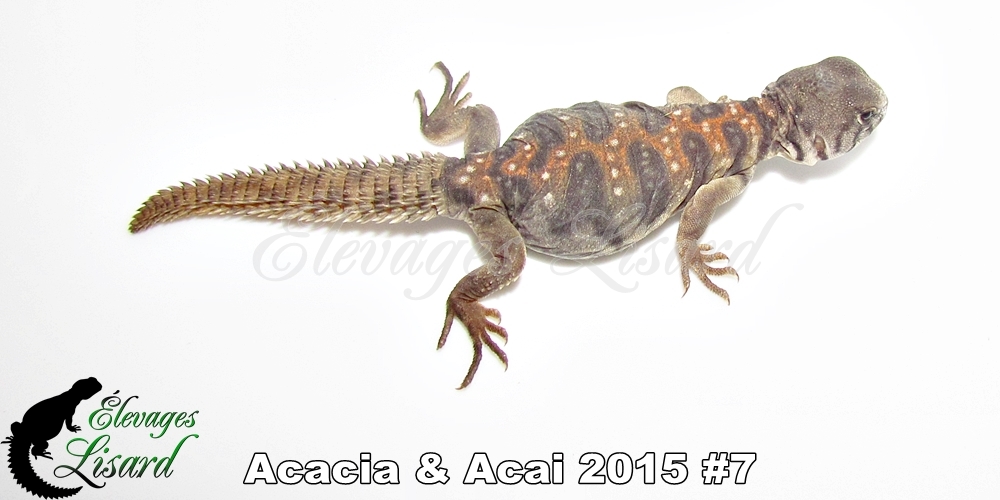 Élevages Lisard - Acacia&Acai2015#7