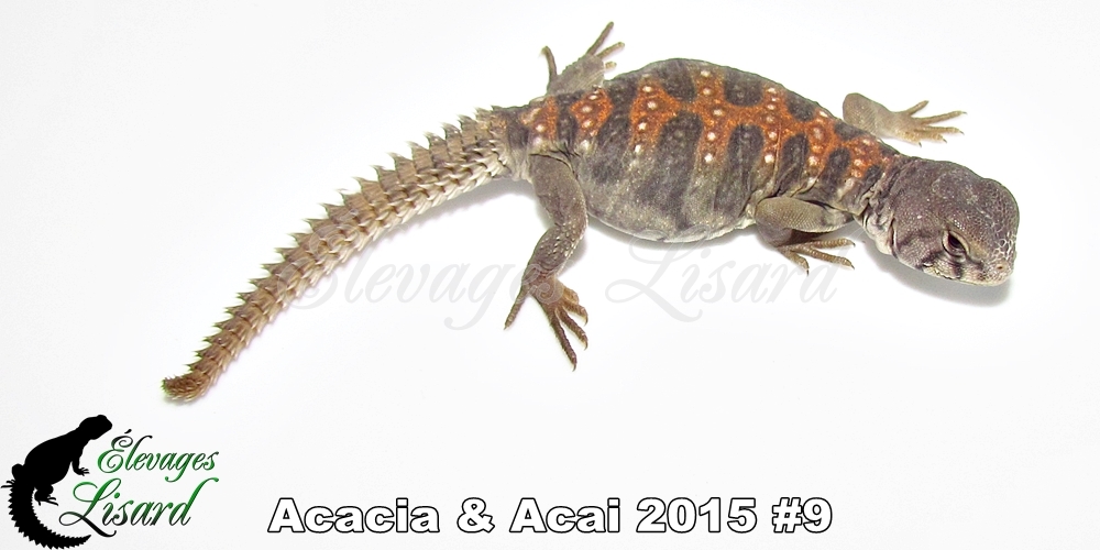 Élevages Lisard - Acacia&Acai2015#9