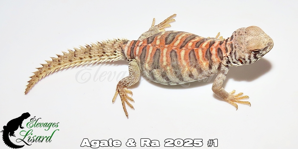 Élevages Lisard - Agate&Ra2025#1