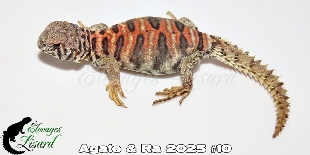 Élevages Lisard - Agate&Ra2025#10