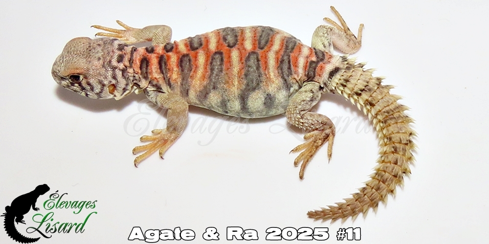 Élevages Lisard - Agate&Ra2025#11