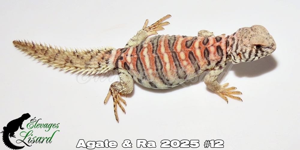 Élevages Lisard - Agate&Ra2025#12