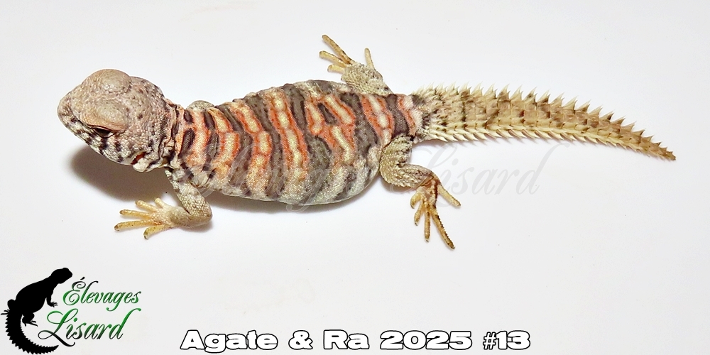 Élevages Lisard - Agate&Ra2025#13