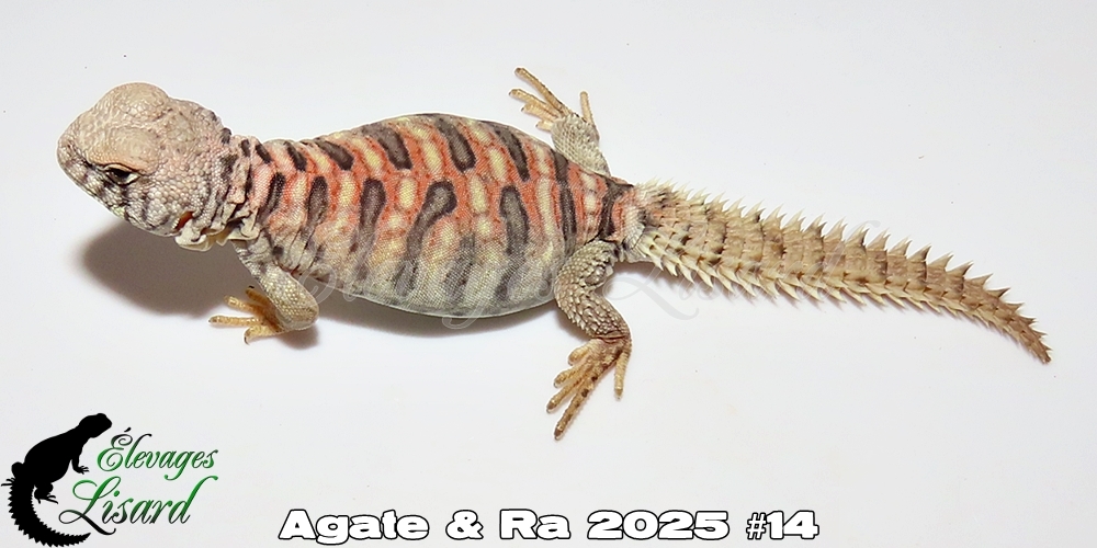 Élevages Lisard - Agate&Ra2025#14