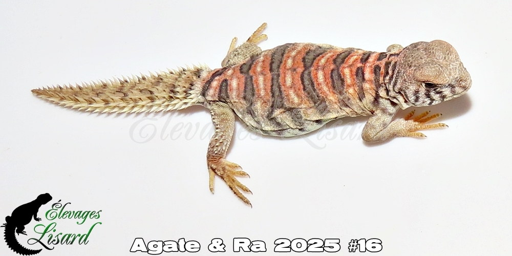 Élevages Lisard - Agate&Ra2025#16