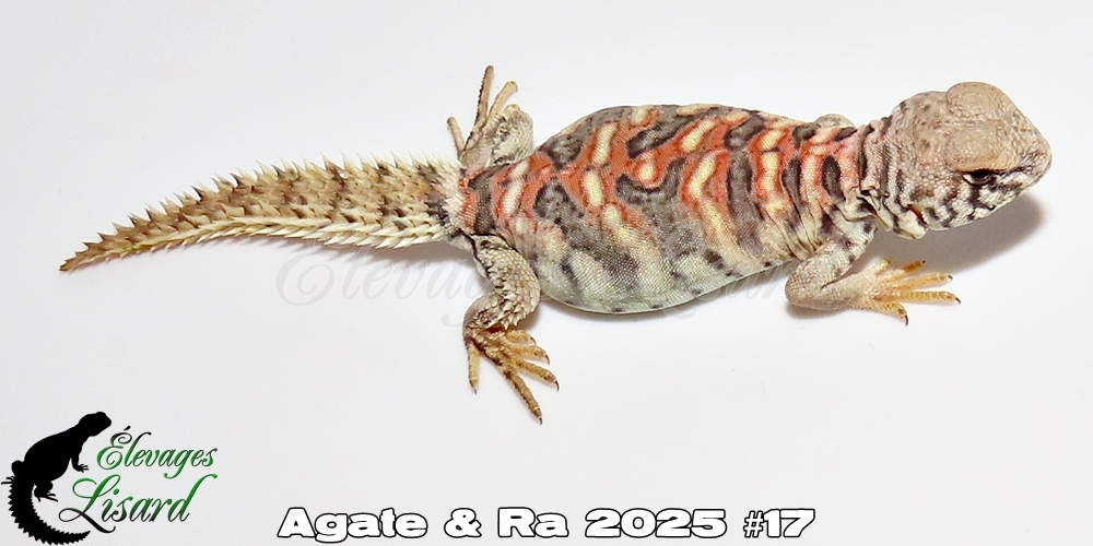Élevages Lisard - Agate&Ra2025#17