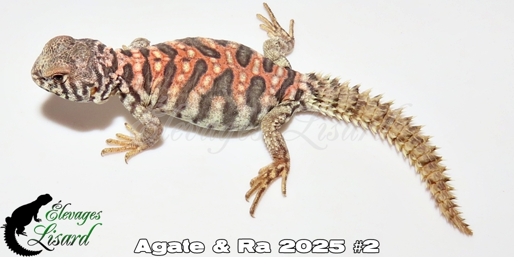 Élevages Lisard - Agate&Ra2025#2
