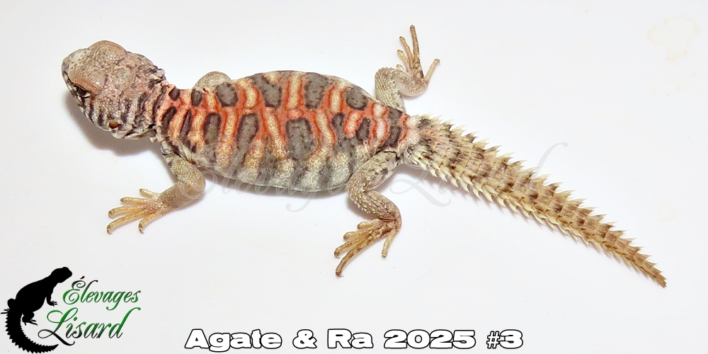 Élevages Lisard - Agate&Ra2025#3