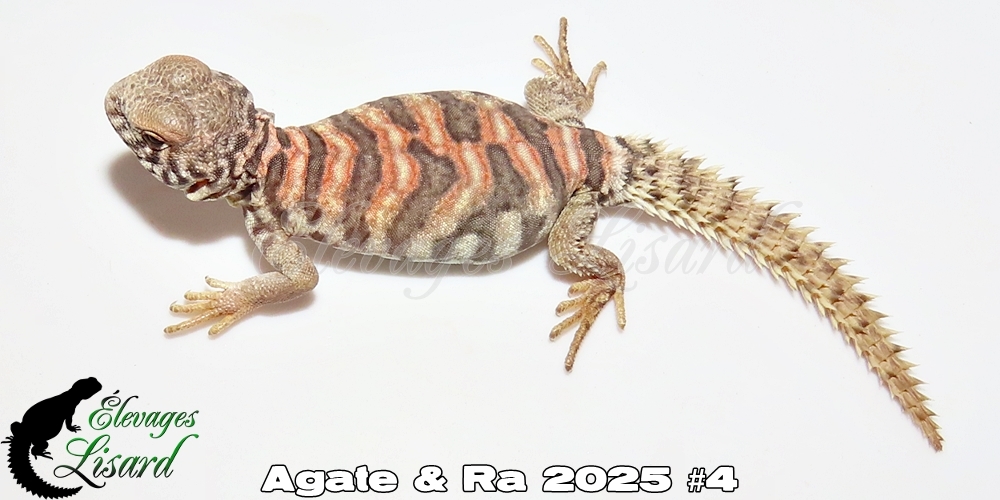 Élevages Lisard - Agate&Ra2025#4