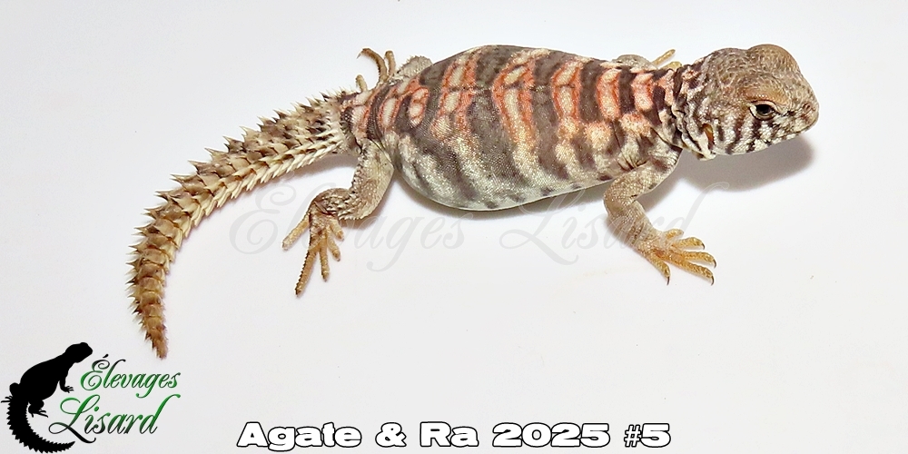 Élevages Lisard - Agate&Ra2025#5