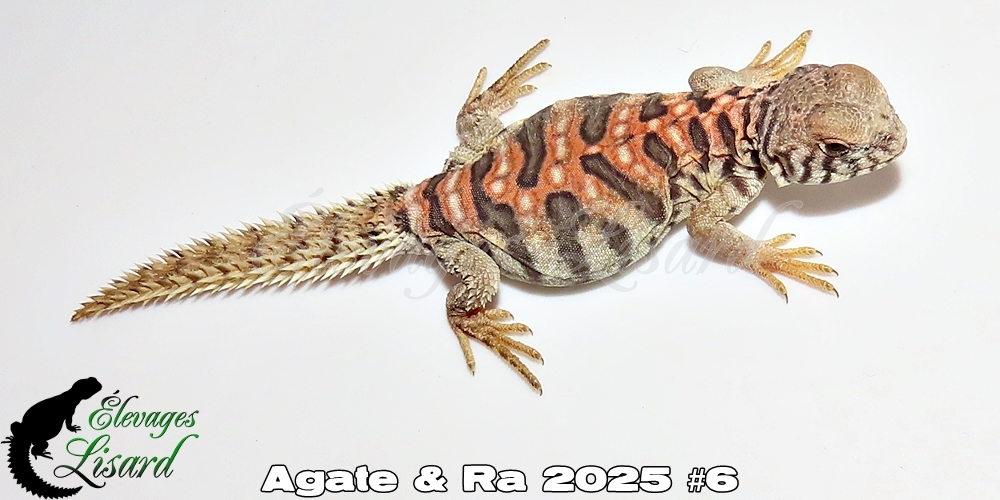 Élevages Lisard - Agate&Ra2025#6