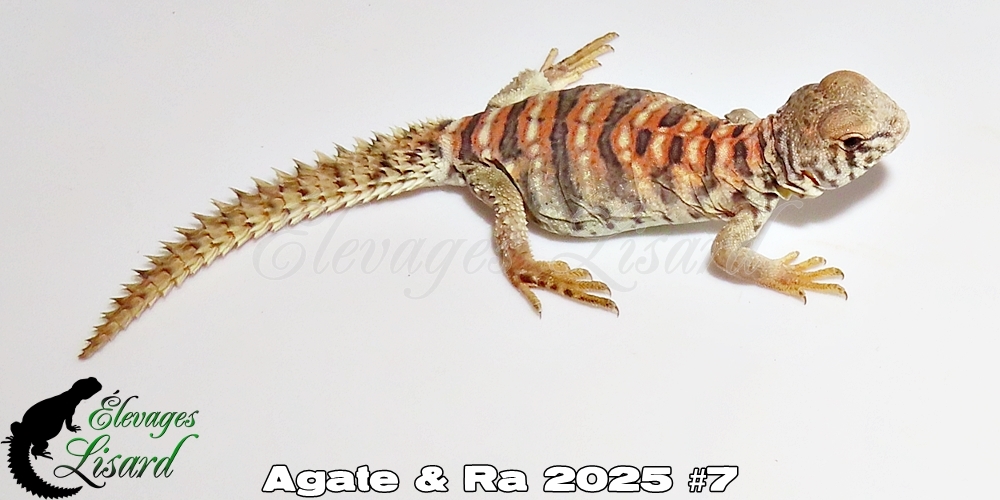 Élevages Lisard - Agate&Ra2025#7