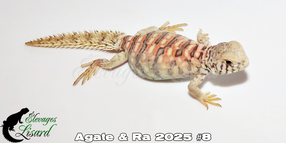 Élevages Lisard - Agate&Ra2025#8