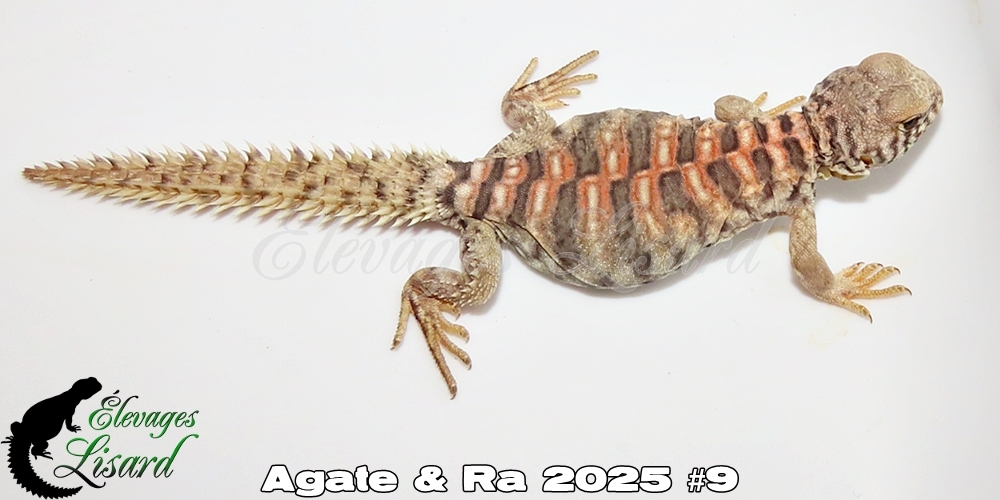 Élevages Lisard - Agate&Ra2025#9