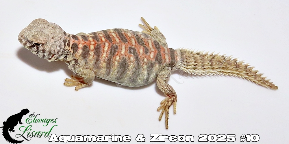 Élevages Lisard - Aquamarine&Zircon2025#10
