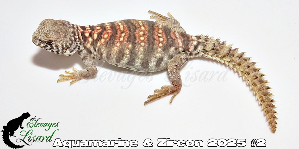 Élevages Lisard - Aquamarine&Zircon2025#2