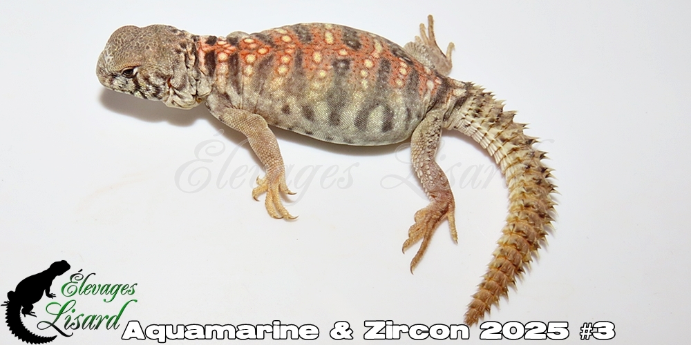 Élevages Lisard - Aquamarine&Zircon2025#3