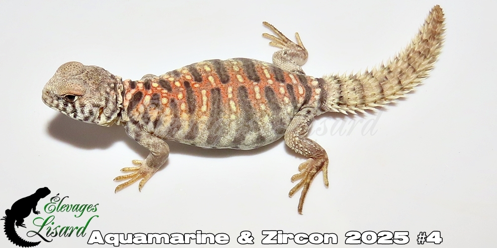 Élevages Lisard - Aquamarine&Zircon2025#4