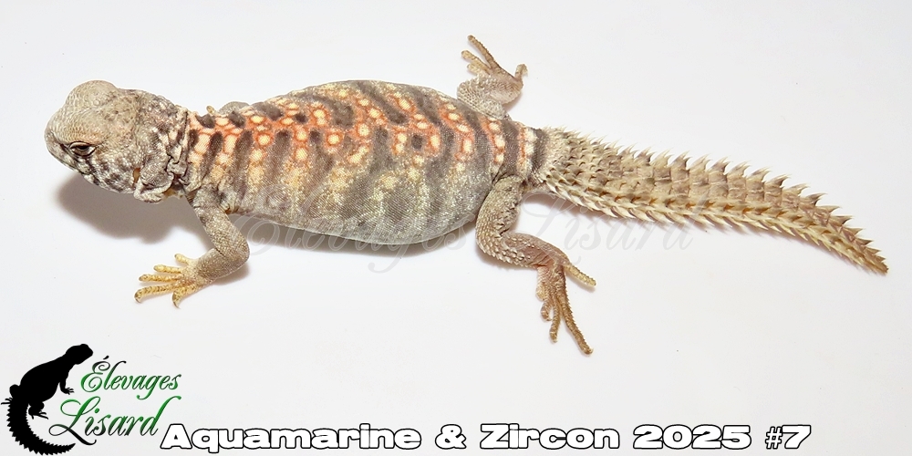 Élevages Lisard - Aquamarine&Zircon2025#7