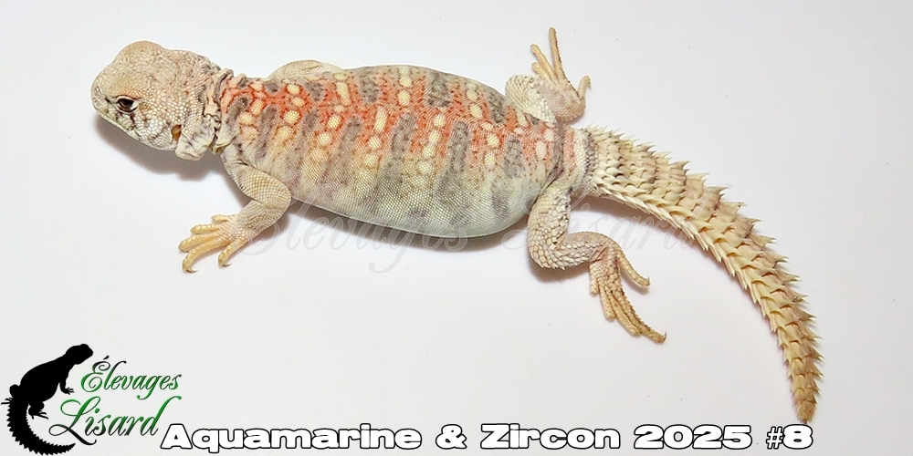 Élevages Lisard - Aquamarine&Zircon2025#8