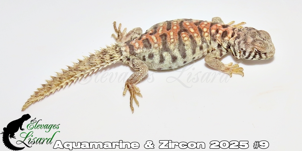 Élevages Lisard - Aquamarine&Zircon2025#9