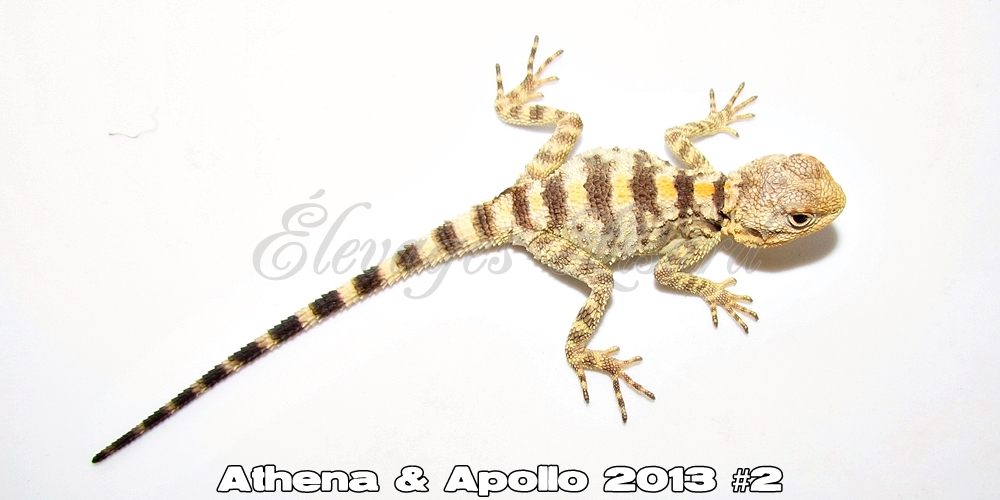 Élevages Lisard - Athena&Apollo2013#2