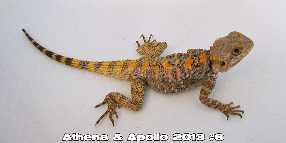 Élevages Lisard - Athena&Apollo2013#6