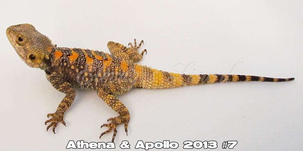 Élevages Lisard - Athena&Apollo2013#7