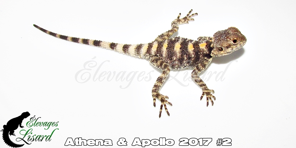 Élevages Lisard - Athena&Apollo2017#2