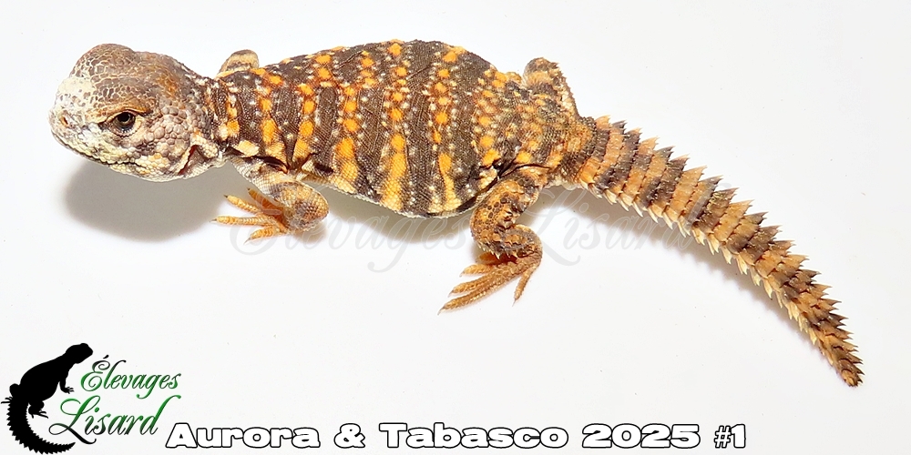 Élevages Lisard - Aurora&Tabasco2025#1