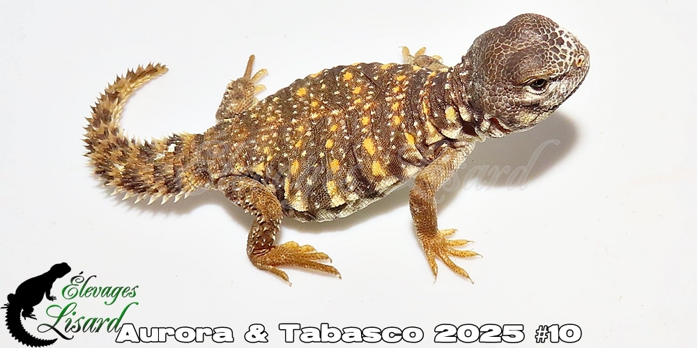 Élevages Lisard - Aurora&Tabasco2025#10