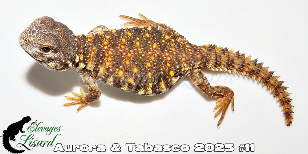 Élevages Lisard - Aurora&Tabasco2025#11