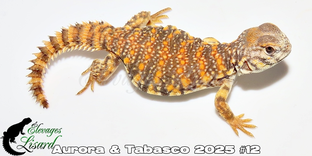 Élevages Lisard - Aurora&Tabasco2025#12