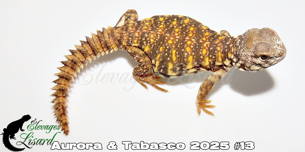 Élevages Lisard - Aurora&Tabasco2025#13