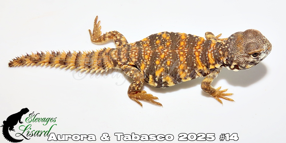 Élevages Lisard - Aurora&Tabasco2025#14
