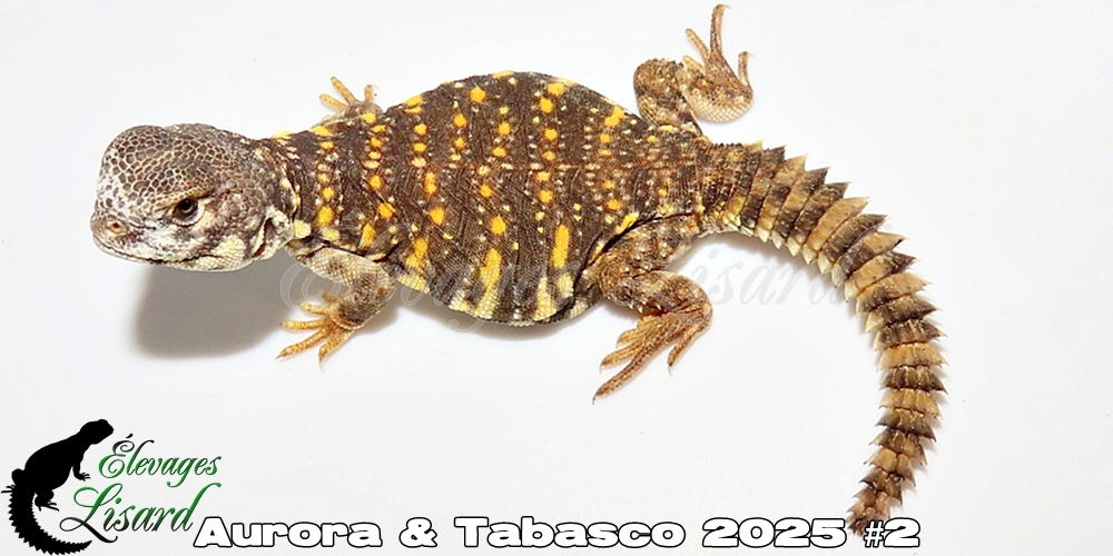 Élevages Lisard - Aurora&Tabasco2025#2
