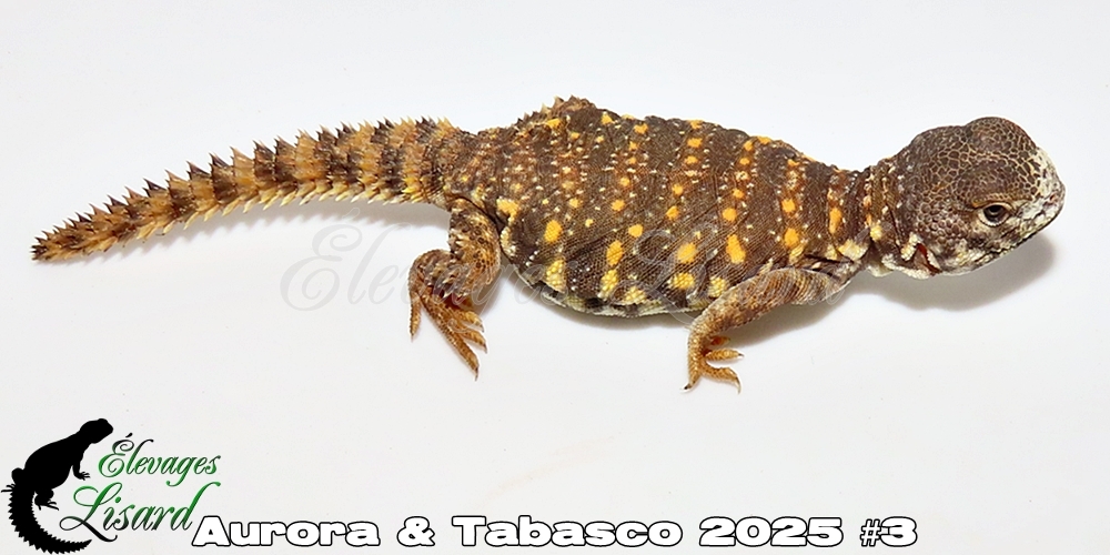 Élevages Lisard - Aurora&Tabasco2025#3