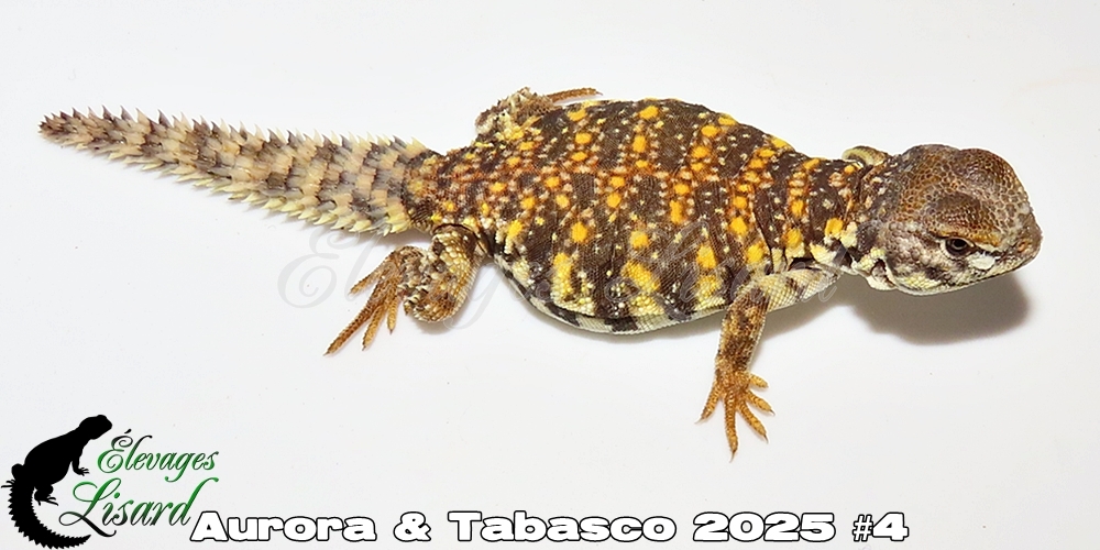 Élevages Lisard - Aurora&Tabasco2025#4