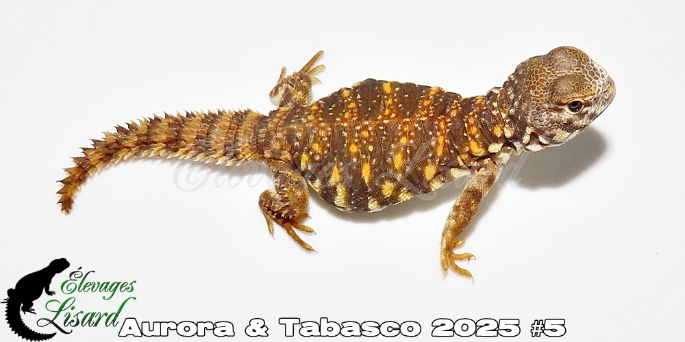 Élevages Lisard - Aurora&Tabasco2025#5