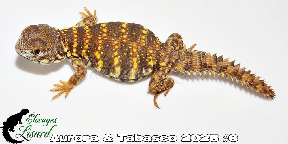 Élevages Lisard - Aurora&Tabasco2025#6