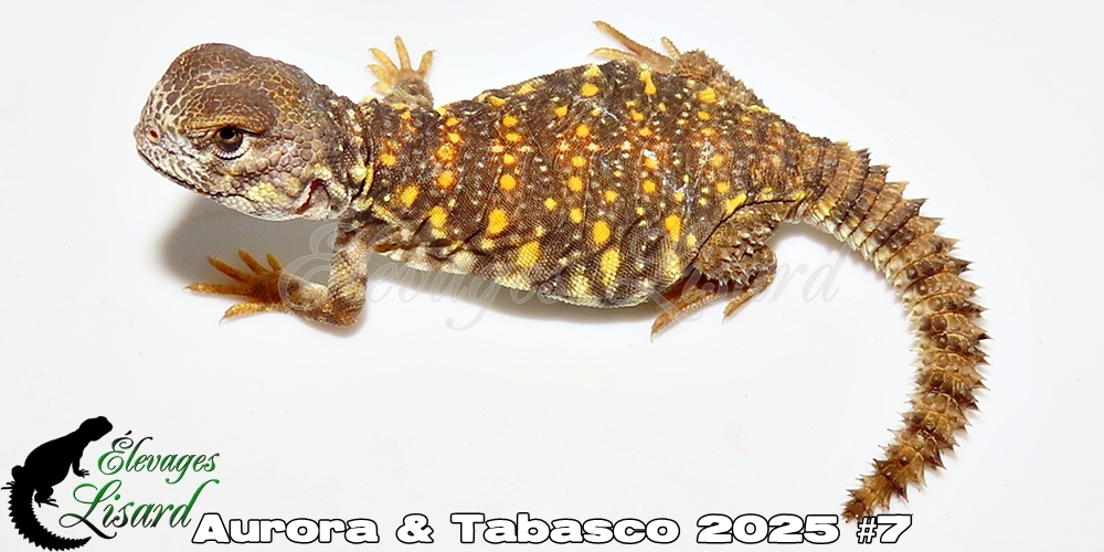 Élevages Lisard - Aurora&Tabasco2025#7
