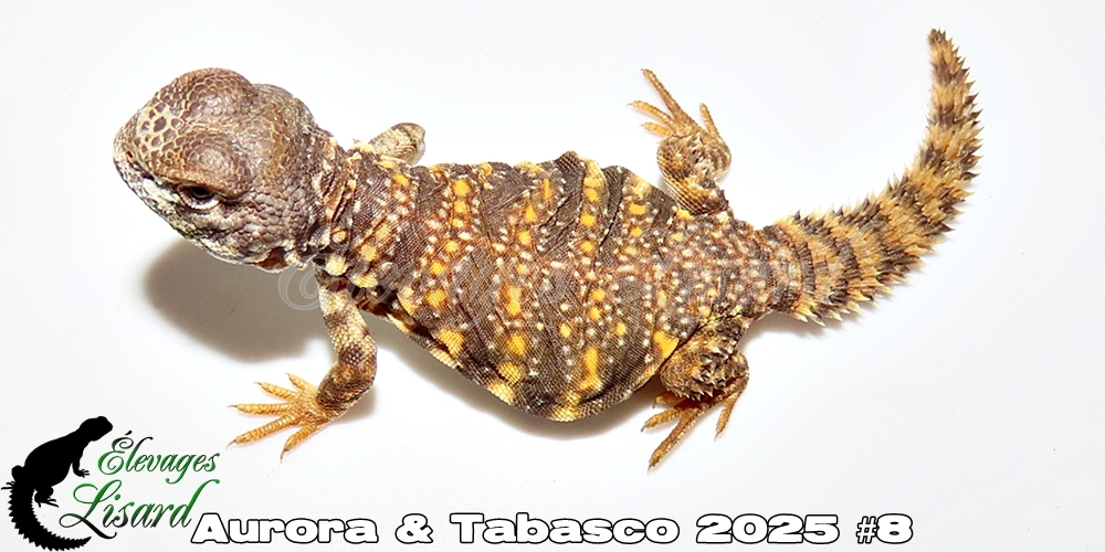 Élevages Lisard - Aurora&Tabasco2025#8