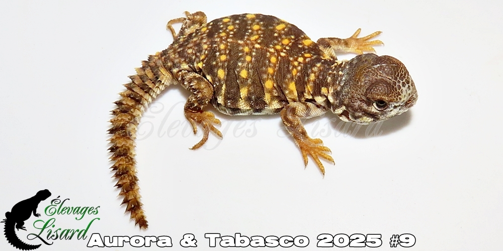 Élevages Lisard - Aurora&Tabasco2025#9
