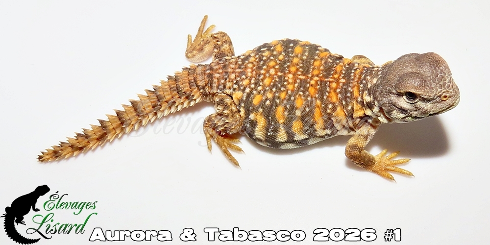Élevages Lisard - Aurora&Tabasco2026#1